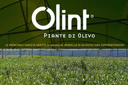Agri Technology SAS a Trapani - Prodotti - OLIO INTENSIVO